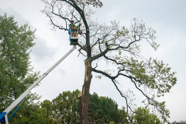 Trusted Hebron, KY Tree Removal Experts