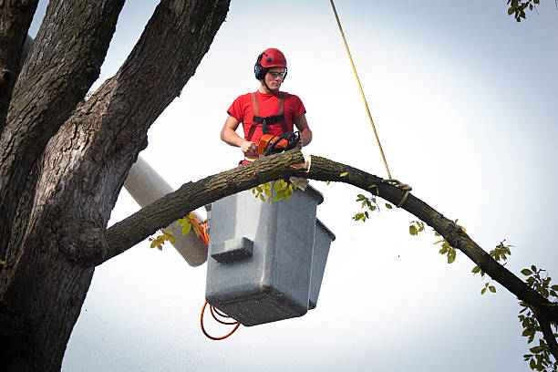 Best Tree Maintenance Programs  in Hebron, KY